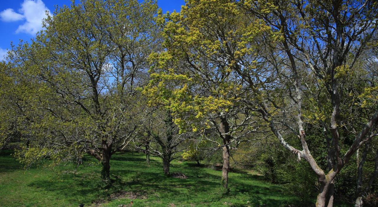 Aux Arbres Chanteurs Ploulech Екстер'єр фото